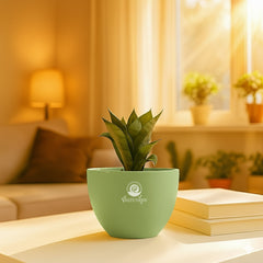 Green snake plant