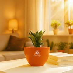 Green snake plant