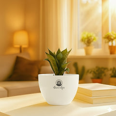 Green snake plant