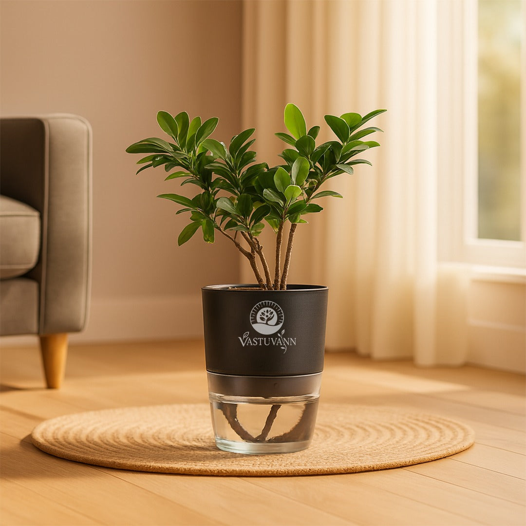 Ficus Plant