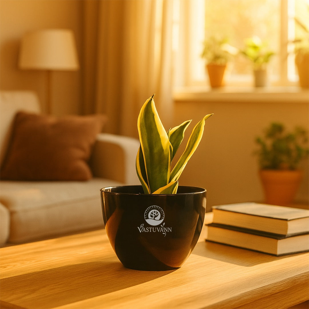 Snake plant yellow border