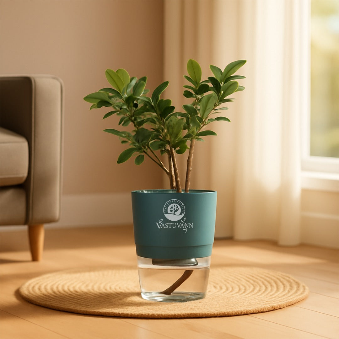 Ficus Plant