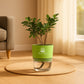 Ficus Plant