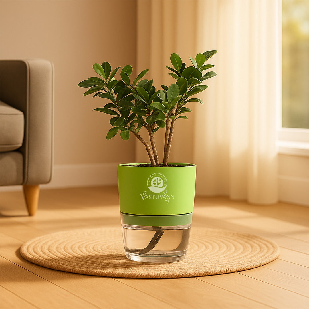 Ficus Plant