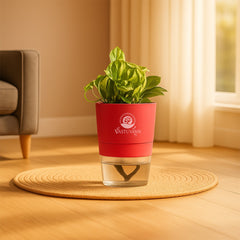 Enjoy Money Plant