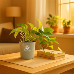 Golden money plant