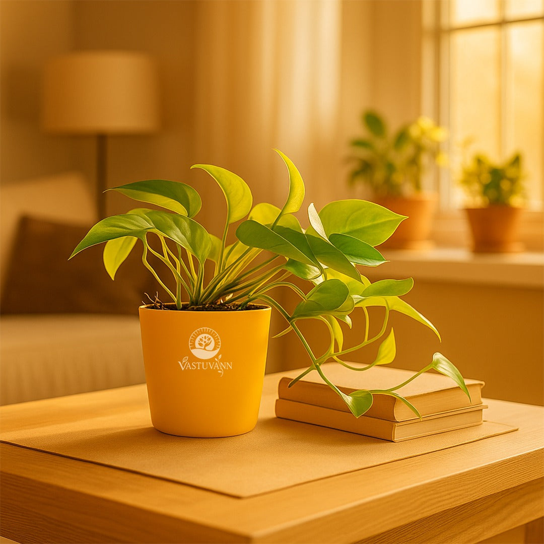 Golden money plant