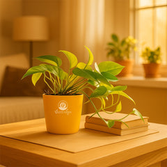 Golden money plant