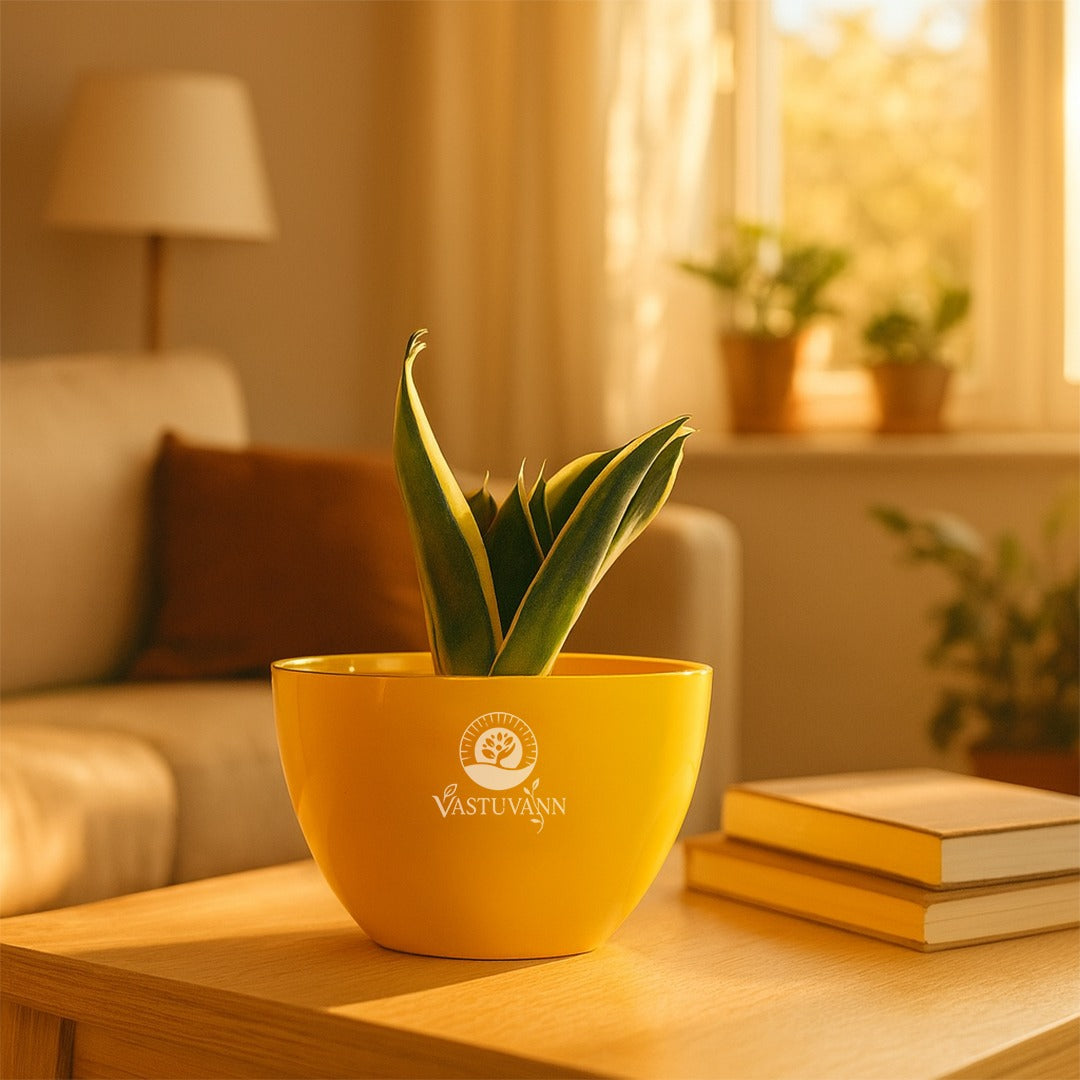 Snake plant yellow border