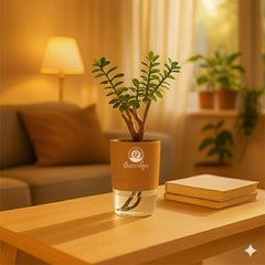 Jade Plant