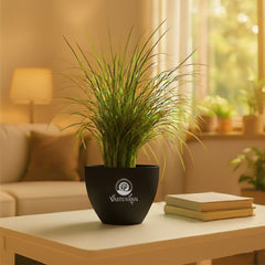Mondo grass