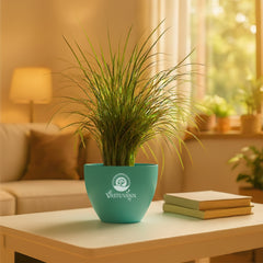 Mondo grass