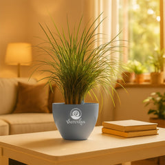 Mondo grass