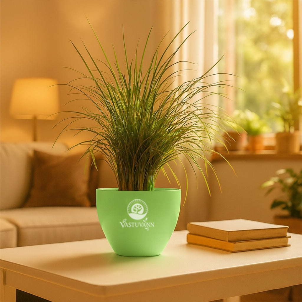 Mondo grass