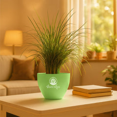 Mondo grass