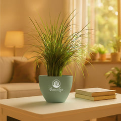 Mondo grass