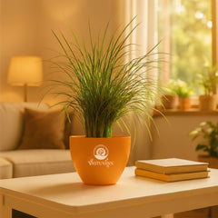 Mondo grass