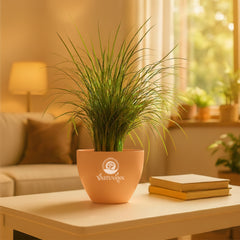 Mondo grass