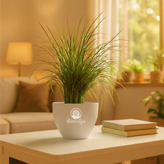 Mondo grass