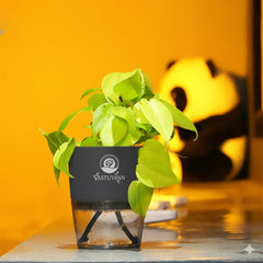 Oxycardium Variegated Money Plant