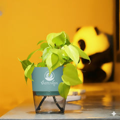 Oxycardium Variegated Money Plant