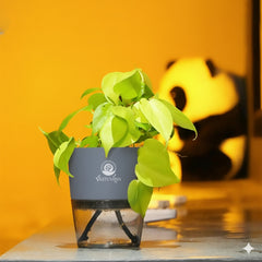 Oxycardium Variegated Money Plant