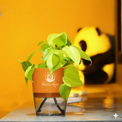 Oxycardium Variegated Money Plant