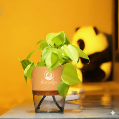 Oxycardium Variegated Money Plant