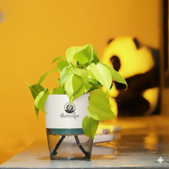 Oxycardium Variegated Money Plant