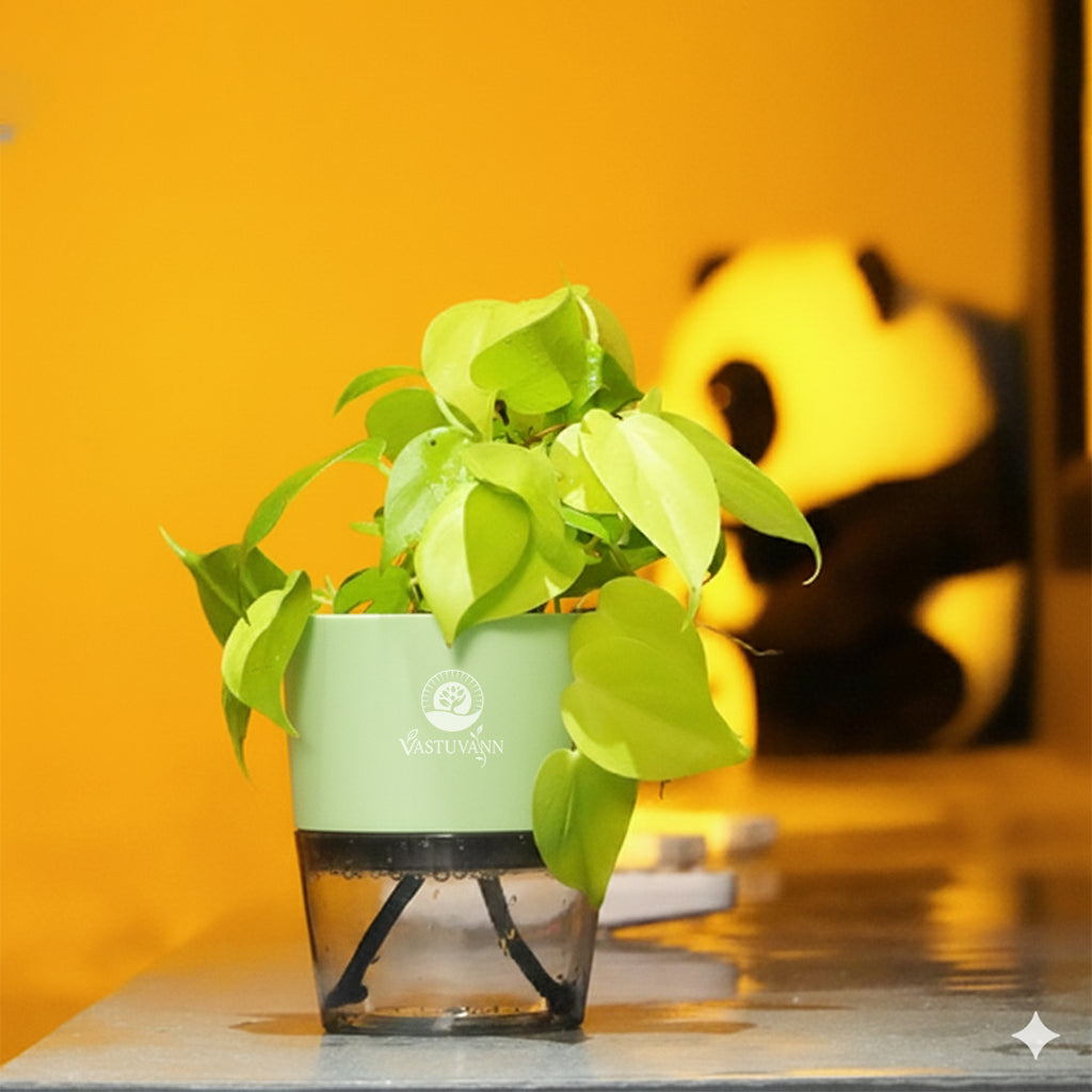 Oxycardium Variegated Money Plant