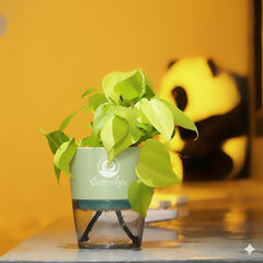 Oxycardium Variegated Money Plant