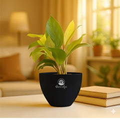 Philodendron Yellow Plant
