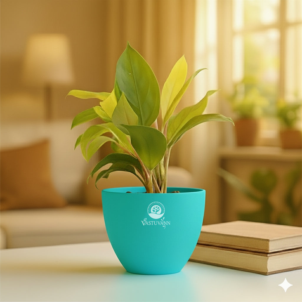 Philodendron Yellow Plant