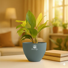 Philodendron Yellow Plant