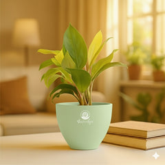 Philodendron Yellow Plant