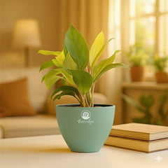 Philodendron Yellow Plant