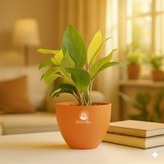 Philodendron Yellow Plant