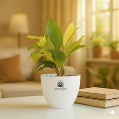 Philodendron Yellow Plant