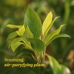 Philodendron Yellow Plant