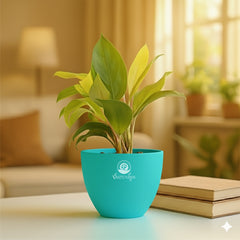 Philodendron Yellow Plant