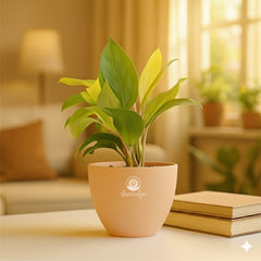 Philodendron Yellow Plant