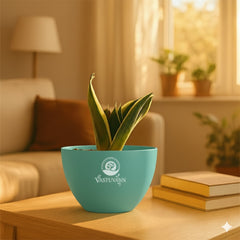 Snake plant yellow border
