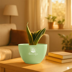 Snake plant yellow border