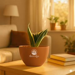 Snake plant yellow border