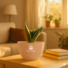 Snake plant yellow border