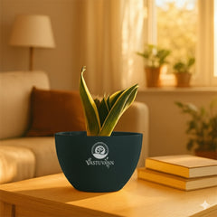 Snake plant yellow border