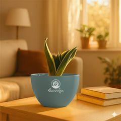 Snake plant yellow border