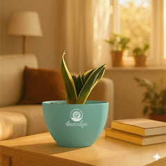 Snake plant yellow border