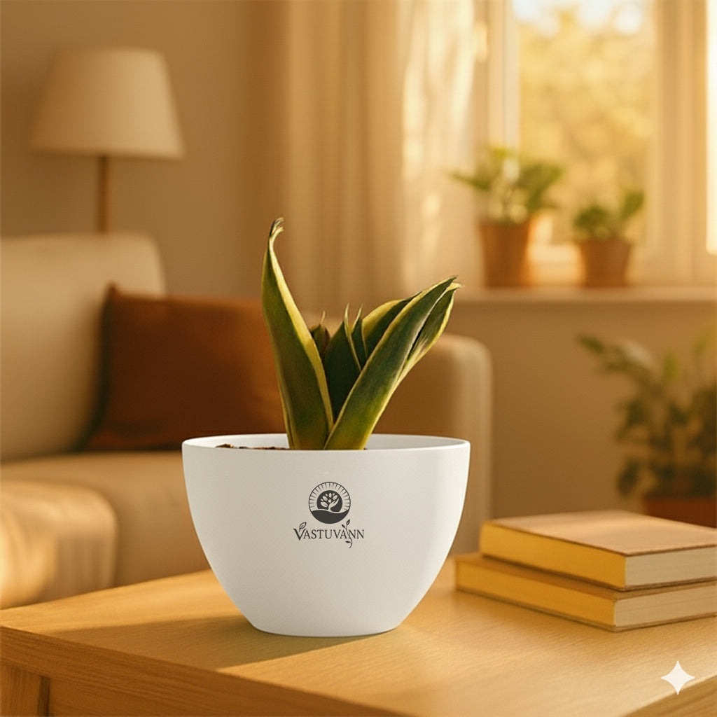 Snake plant yellow border