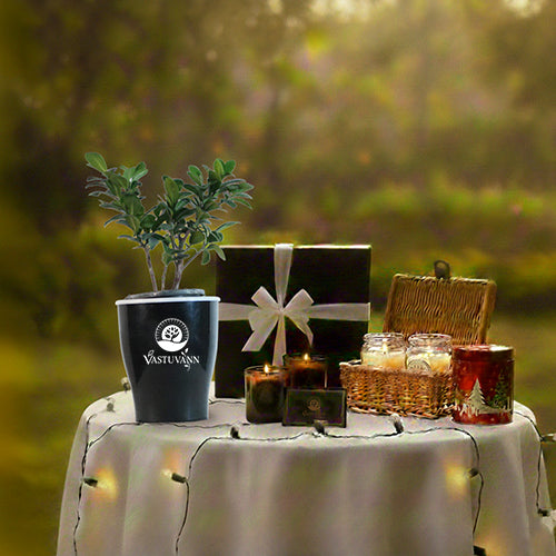 Olive Tree: A Peaceful Gift for the New Year